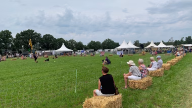 Schapen drijven